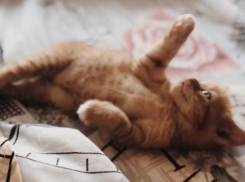 Ливень и шквалистый ветер надвигаются на Краснодарский край