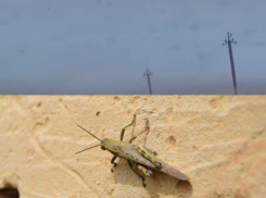 «Я думала, это дым»: краснодарка сняла на видео нашествие саранчи