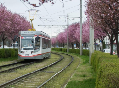 Четыре трамвайных маршрута в Краснодаре изменят расписание