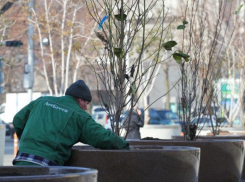 Весенними растениями украсили площадь Краснодара перед Новым годом