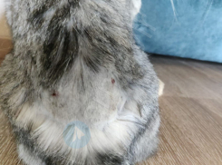 Полиция проверит, действительно ли в Армавире появился стреляющий по кошкам живодёр