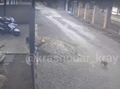 Краснодарец расстрелял соседскую собаку из пневматики