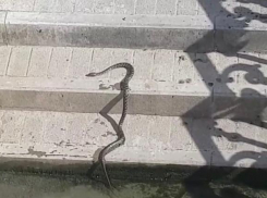 Очередная вылазка змей на улицы Краснодара попала на видео 