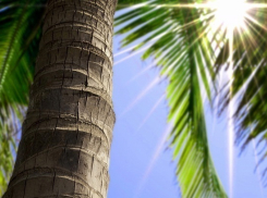 В Сочи возбудили уголовное дело за вырубку 9 пальм