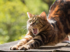  На Кубани могут пройти небольшие дожди 