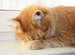 Дожди не покинут Кубань 23 декабря 