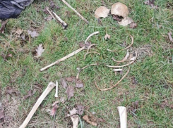 В Краснодарском крае нашли останки убитого полгода назад мужчины