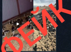 Оперштаб опроверг информацию о массовой гибели птиц при транспортировке в Краснодар