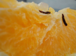 В Новороссийском порту запретили ввоз червивых апельсинов из Египта