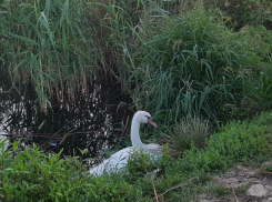 Раненому под Краснодаром лебедю не спешат помогать