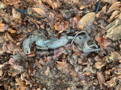 Скелет «чупакабры» напугал жителей Краснодарского края