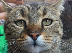 Сильный ливень обрушится на Краснодарский край