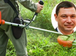 В Краснодаре мэр объявил войну амброзии  