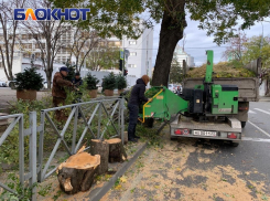 Рядом с администрацией Краснодара упало дерево: мэр ввёл режим повышенной готовности
