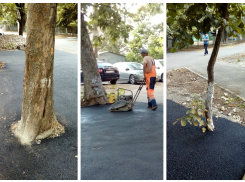 Деревья в Краснодаре залили асфальтом