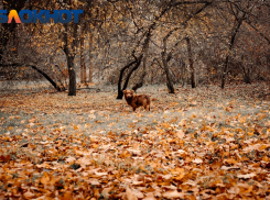 В Краснодарском крае температура воздуха упадёт до -4 градусов