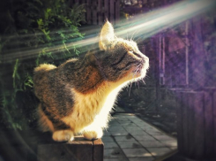  На Кубани будет по-летнему тепло 