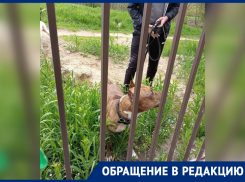 Гуляющие без намордника бойцовские собаки напугали жителей Краснодара