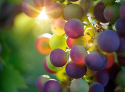 Кубанские виноделы получат поддержку государства