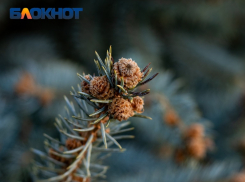 Елочные базары «распахнули двери» в Краснодаре