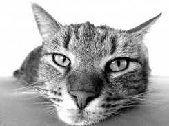 27 мая в Краснодаре будет тепло и облачно