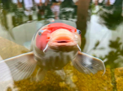 «Не болеют, а от жары спасаются»: краснодарцев напугало состояние карпов в парке Галицкого 