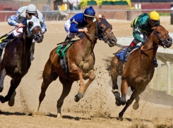 На краснодарском ипподроме отметят День лошади 