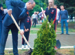 Новая аллея с туями Смарагд и Вудварди появилась в Краснодаре у дворца спорта «Олимп»