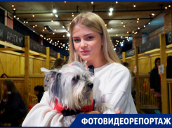 «Мы поняли, что она наша»: в Краснодаре состоялся фестиваль-пристройство бездомных животных