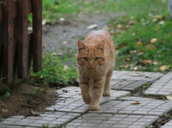  Дожди на Кубани не прекратятся 