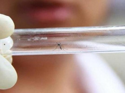 Подвалы и кладбища Сочи начали обрабатывать от комаров-переносчиков вируса Зика