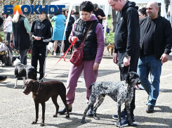 Жёсткий учёт и большие штрафы: как зооволонтёры Краснодара оценили идею обязательной регистрации животных