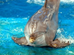 В «Сочи Парке» поселился дельфин-основатель творческой династии млекопитающих 