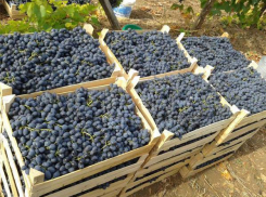 Кубань надеется на увеличение поставок сельхозпродукции из Узбекистана 