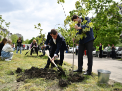 В Краснодаре на месте снесенных магазинов появилась аллея клёнов