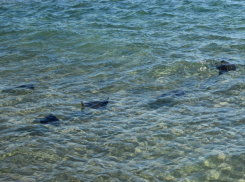 В Сочи отдыхающие сняли на видео детёныша черноморского ската