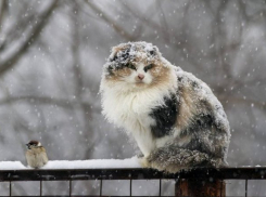 На Кубани пойдет снег и усилится ветер 