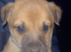 В Краснодарском крае щенок провалился в 5-метровый колодец