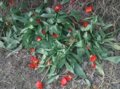 Уничтоживший цветы в центре Краснодара ребенок впал в немилость юзеров