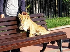 Прокуратура выяснила, кто является хозяином «замученного» львенка в Сочи
