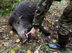 В национальном парке Сочи гибнут дикие кабаны