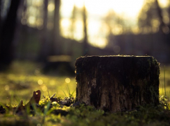  В Краснодаре начался массовый спил деревьев 