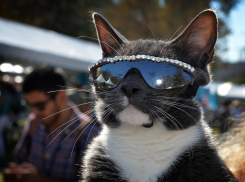 Краснодарцев ждет приятное тепло  