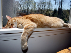  Субботу на Кубани может испортить небольшой дождь 