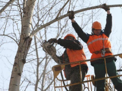 В Краснодаре заработал онлайн-сервис, куда жители могут пожаловаться на нарушения обрезки деревьев