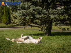 Бездомных собак две недели будут отлавливать в Краснодаре