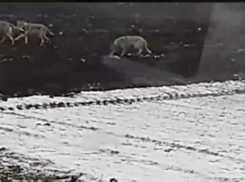 В Краснодарском крае 10 волков напали на трактор