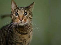До +18 и небольшие дожди ожидаются на Кубани 