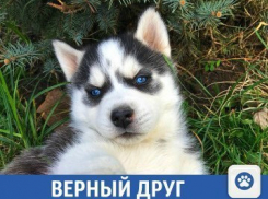 Обаятельная краснодарская Сибирская Хаски - отличный подарок на Новый год 