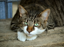  Температура воздуха на Кубани еще немного упадет 